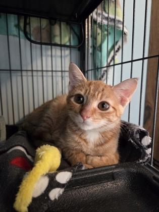 Enlarge Snickers, a Adopted Domestic Short Hair in Phoenixville, PA image 1/1