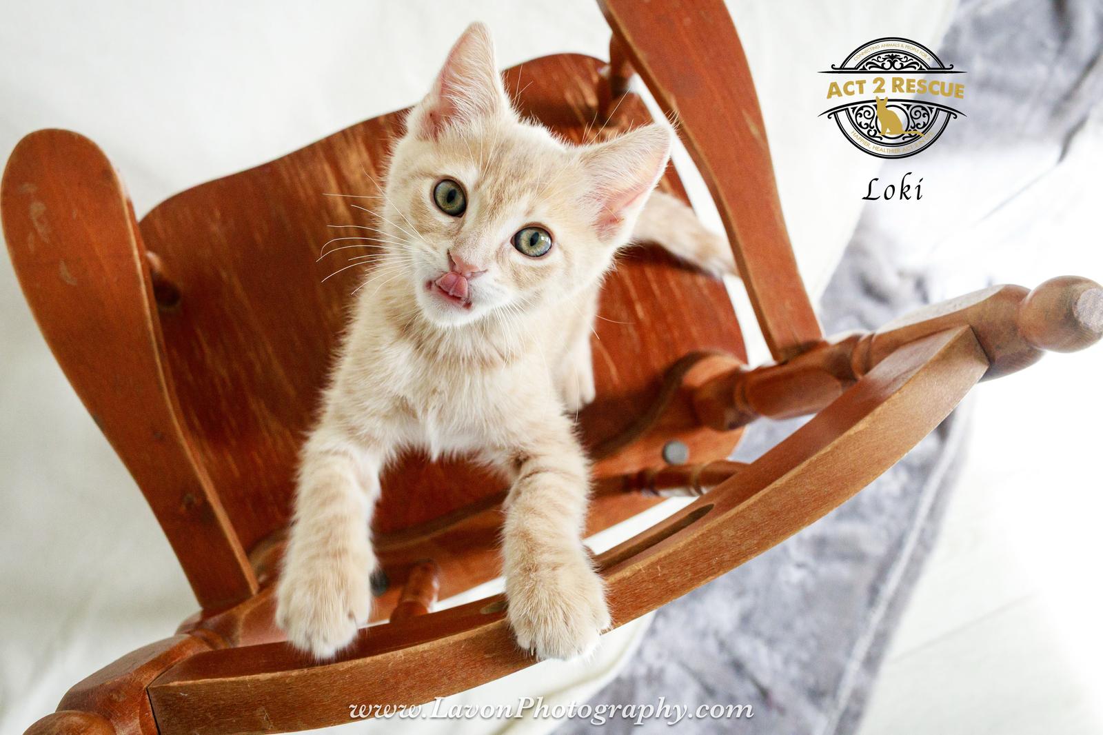 Loki — thumbnail 2