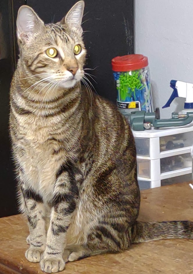 Enlarge Cory, a Adoptable mixed breed in Simms, TX image 1/2