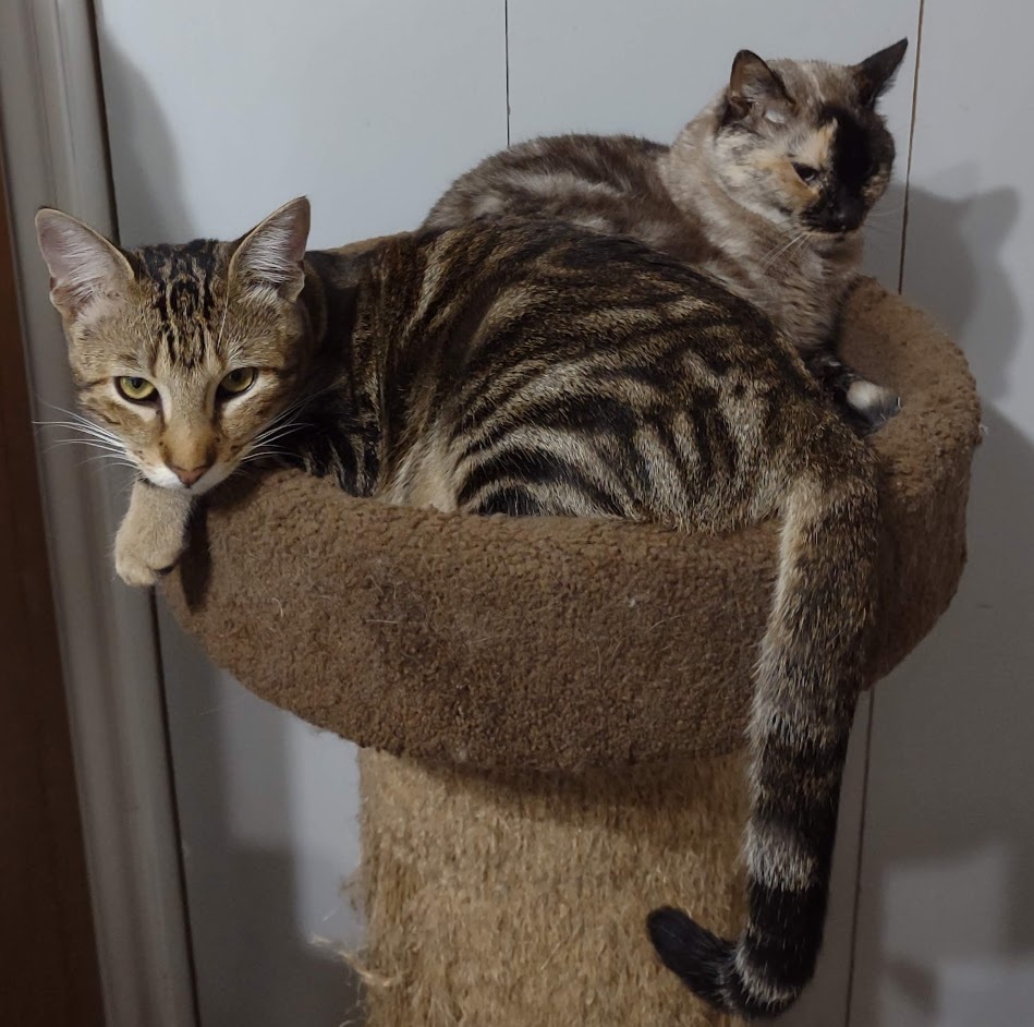 Enlarge Cory, a Adoptable mixed breed in Simms, TX image 2/2