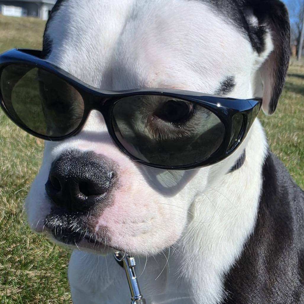 Niko, Adoptable, Young Male Boxer.