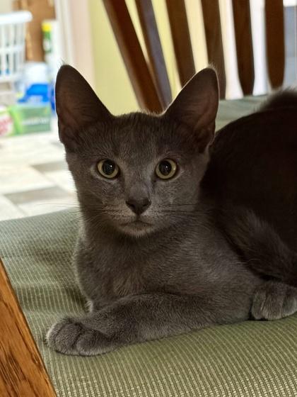 Enlarge Charles Xavier, a Adoptable mixed breed in Port Republic, MD image 1/1