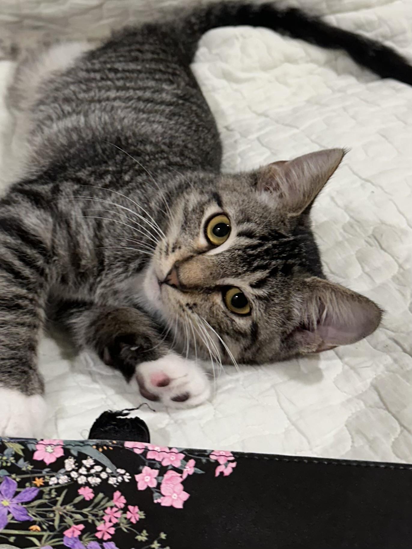 Enlarge Lottie (Amputee) - North Conroe Petsmart, a Adoptable Domestic Short Hair in Conroe, TX image 3/5