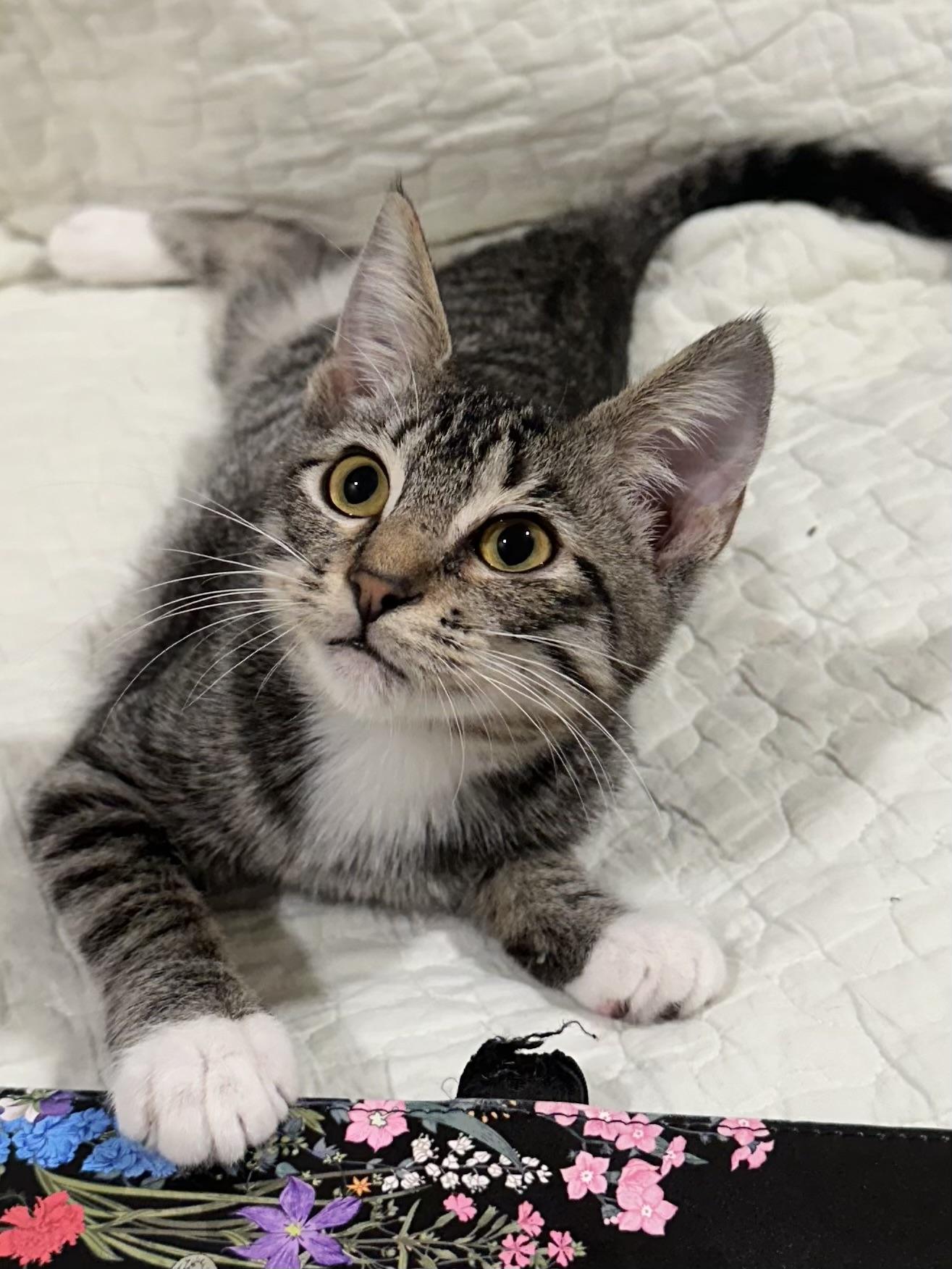 Lottie (Amputee) - North Conroe Petsmart, Adoptable, Kitten Female Domestic Short Hair.