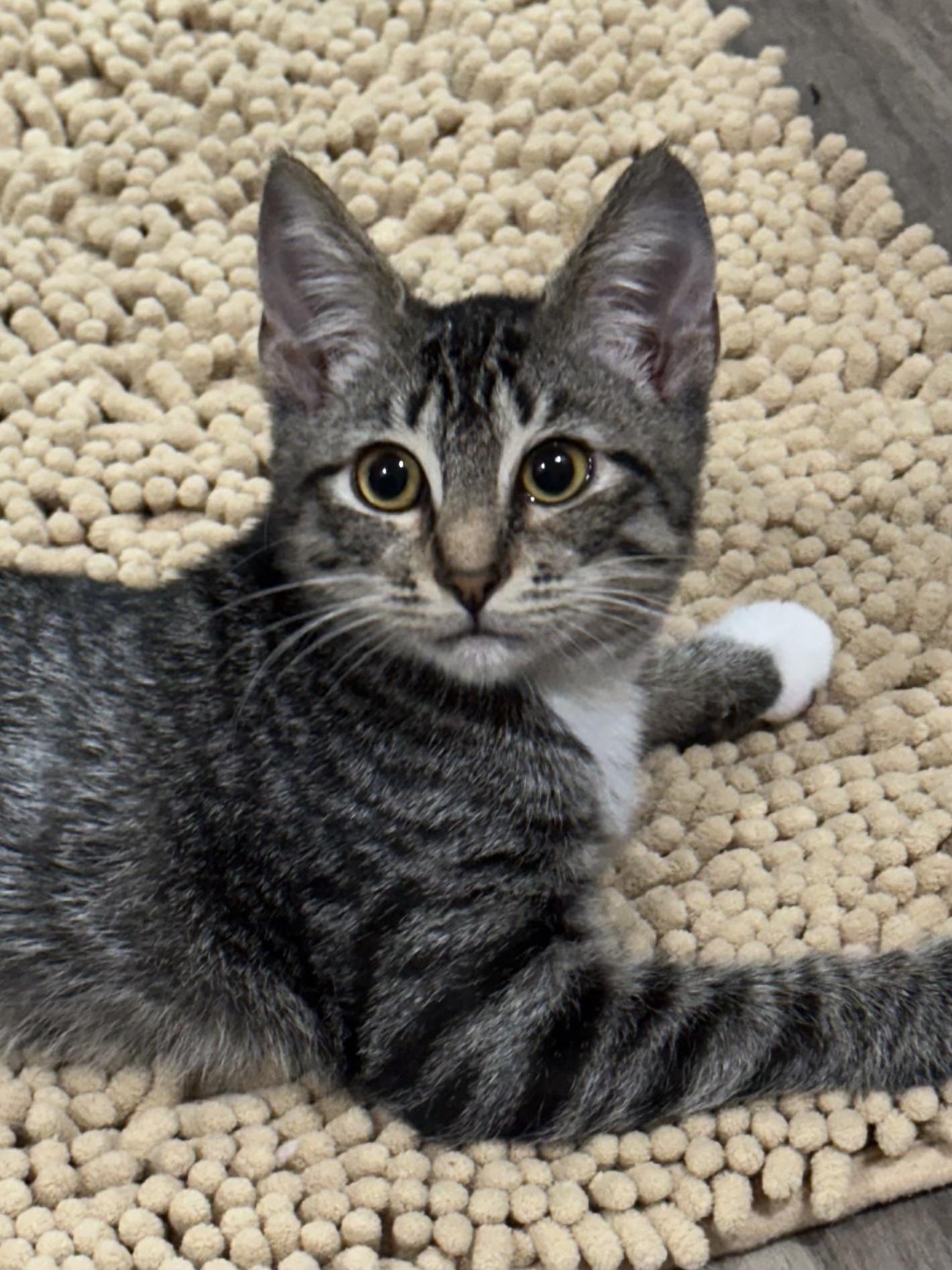 Enlarge Lottie (Amputee) - North Conroe Petsmart, a Adoptable Domestic Short Hair in Conroe, TX image 5/5