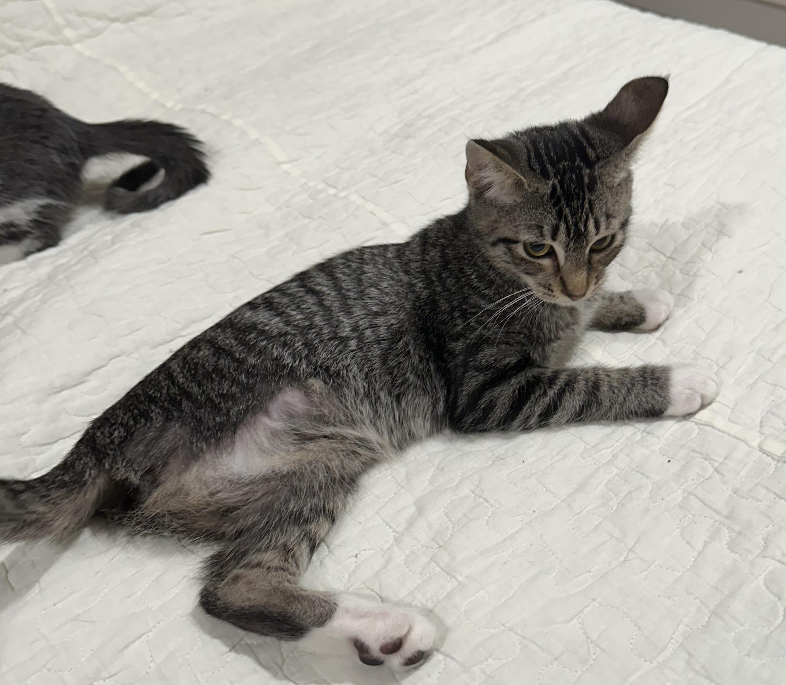 Enlarge Lottie (Amputee) - North Conroe Petsmart, a Adoptable Domestic Short Hair in Conroe, TX image 4/5