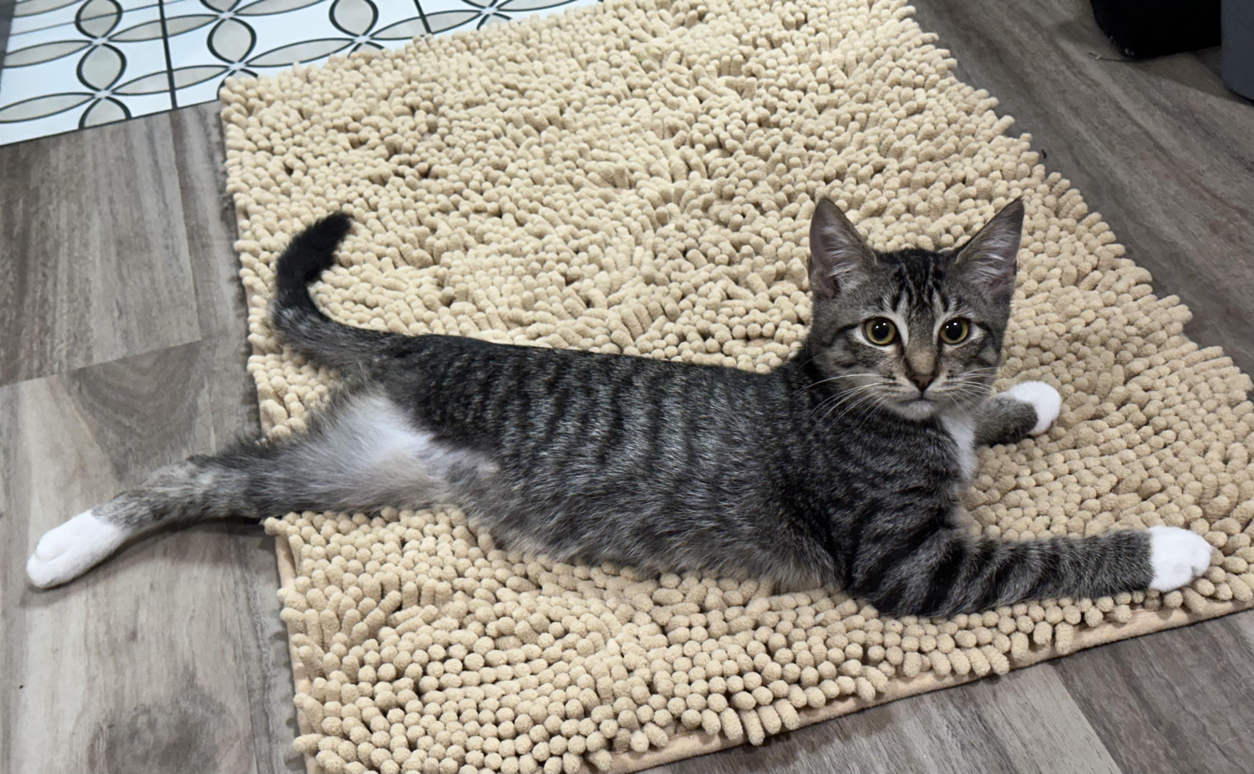 Enlarge Lottie (Amputee) - North Conroe Petsmart, a Adoptable Domestic Short Hair in Conroe, TX image 2/5