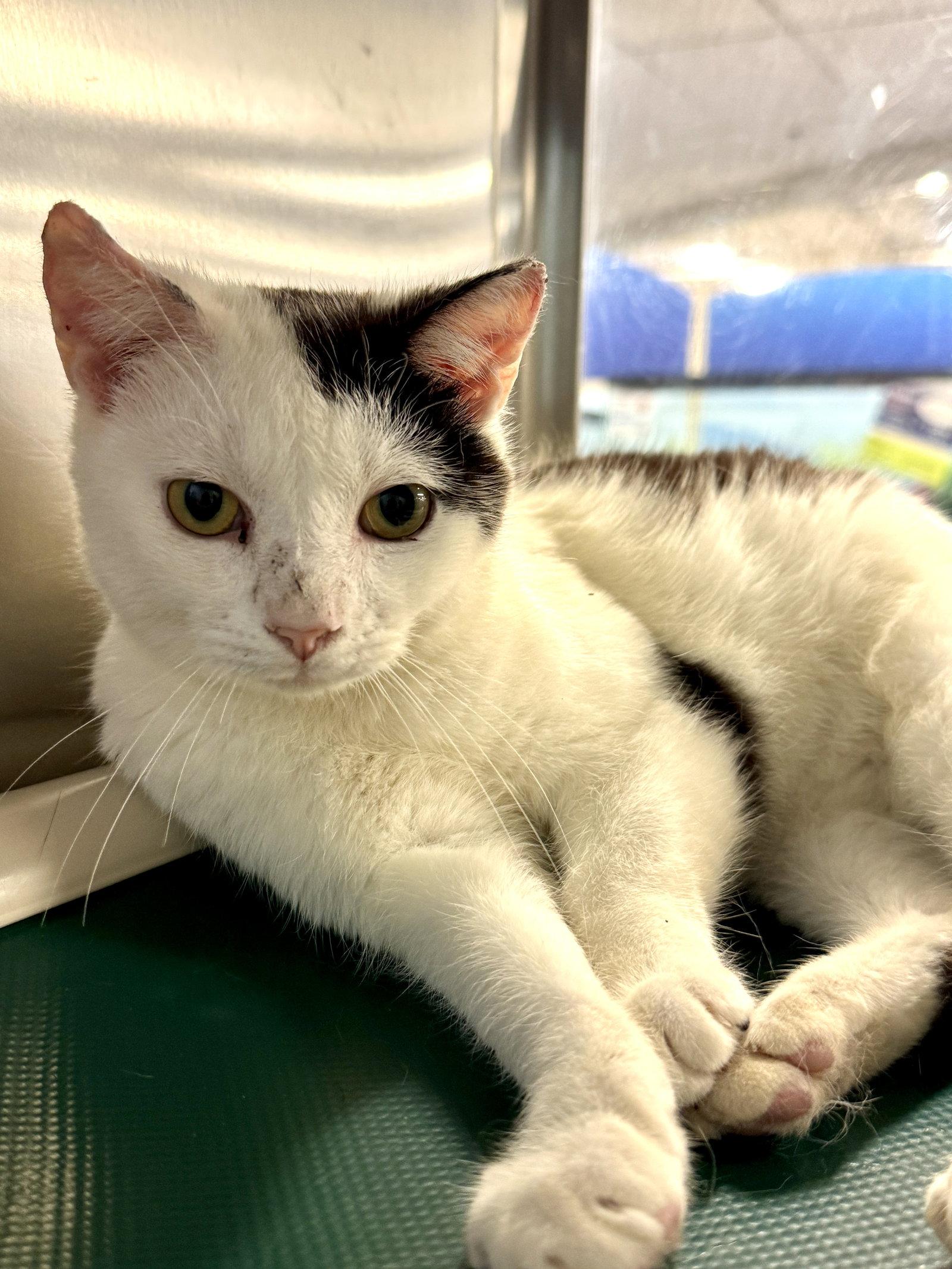Enlarge Ailouros, a Adoptable Domestic Short Hair in Herndon, VA image 1/3