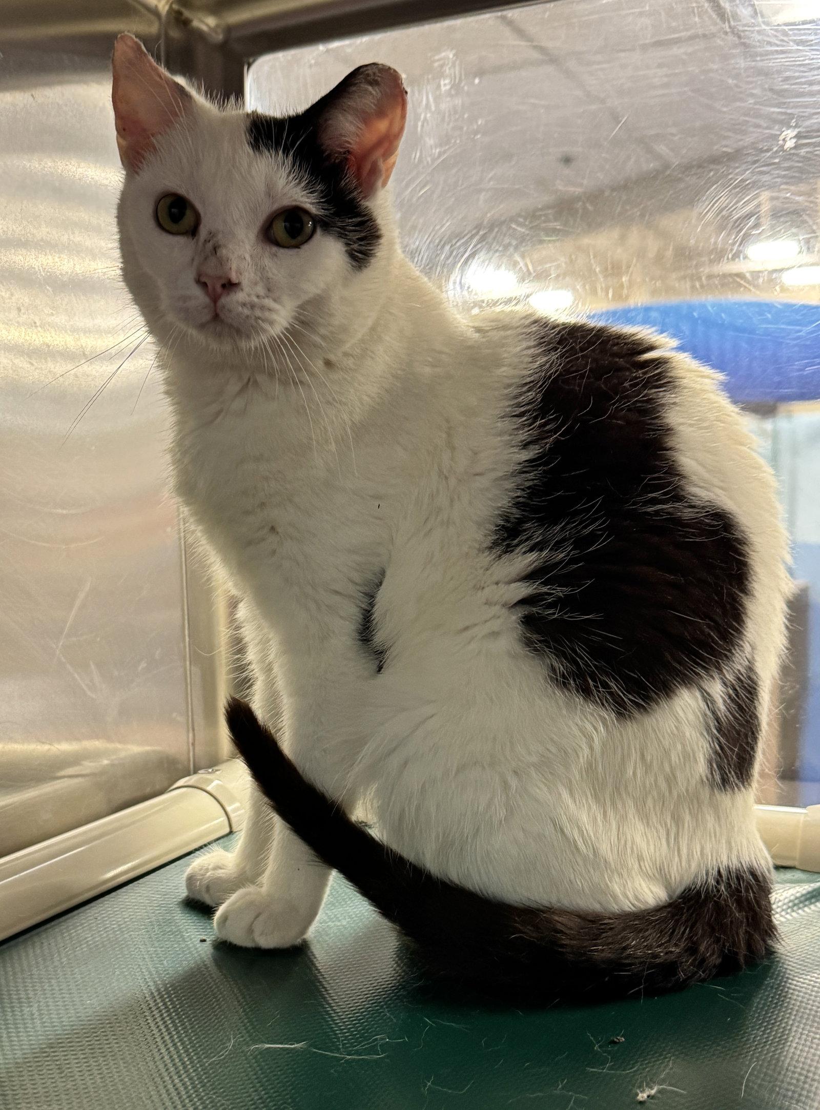 Enlarge Ailouros, a Adoptable Domestic Short Hair in Herndon, VA image 2/3