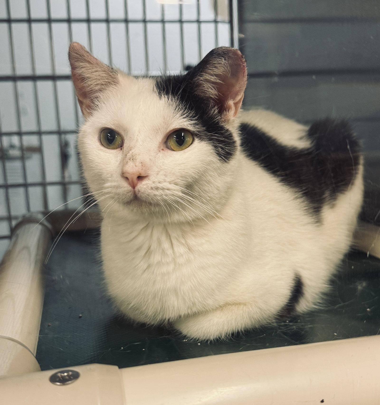 Enlarge Ailouros, a Adoptable Domestic Short Hair in Herndon, VA image 3/3