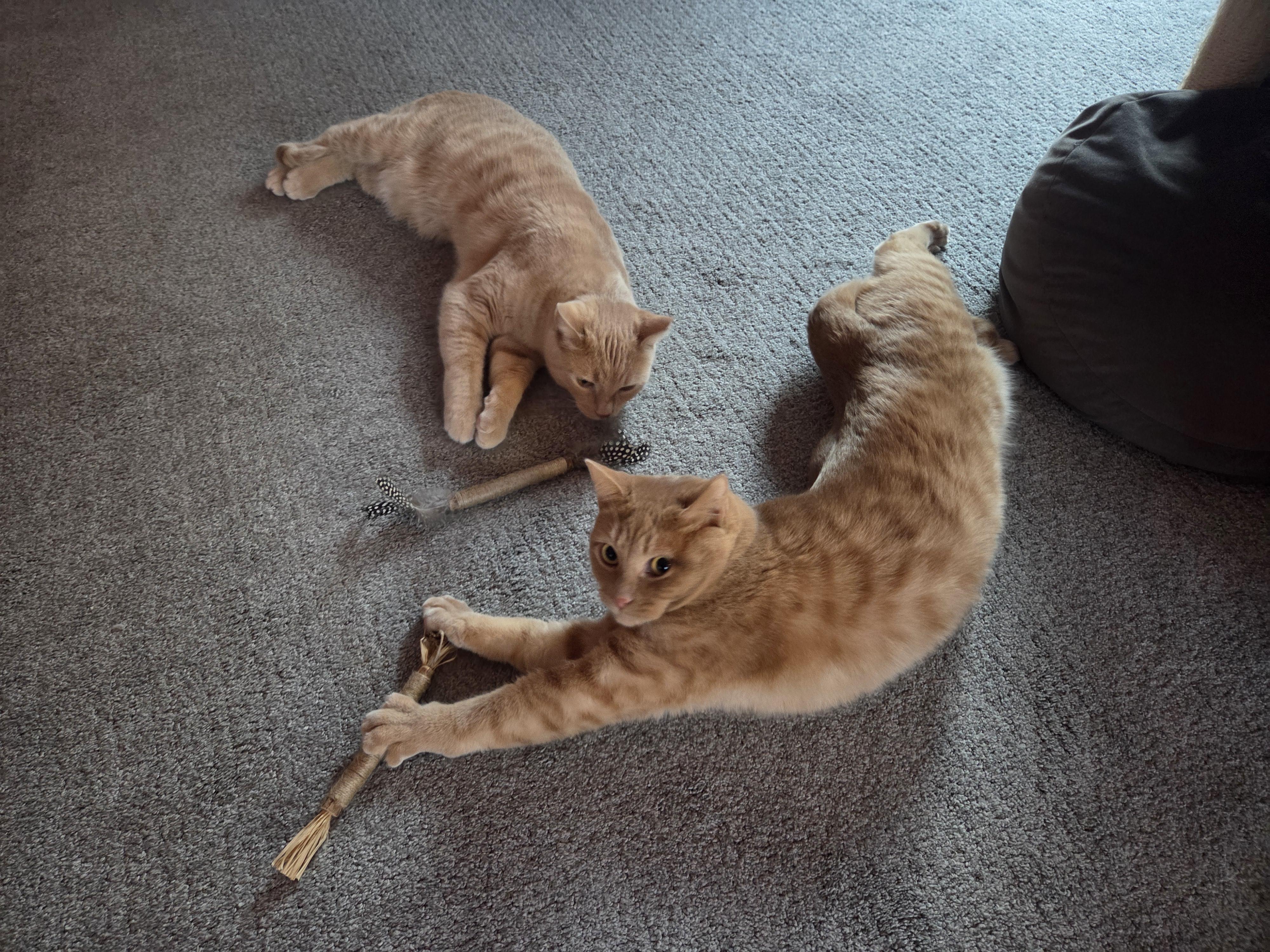 Donut & Cocoa *Bonded Pair*