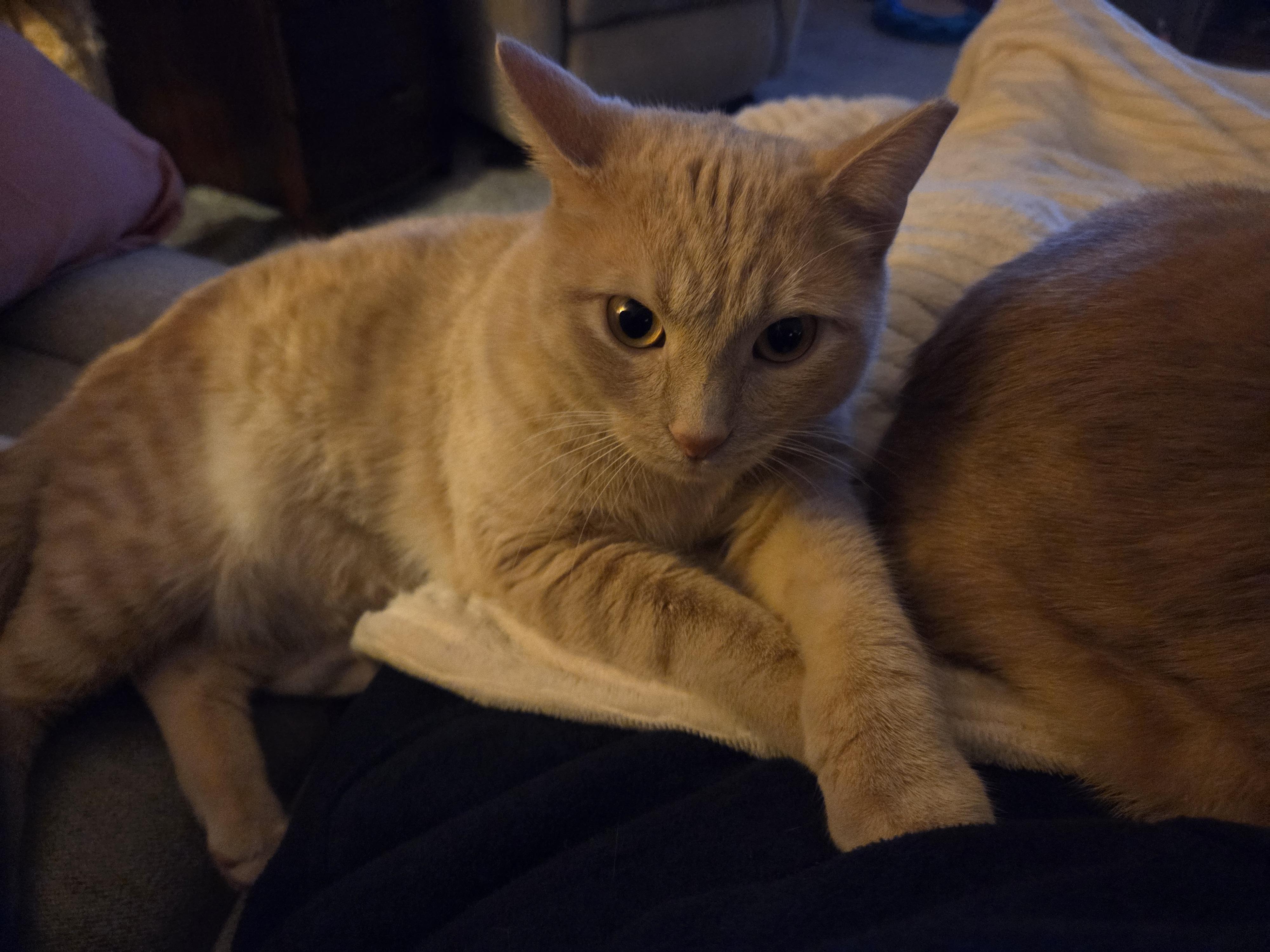 Donut & Cocoa *Bonded Pair*