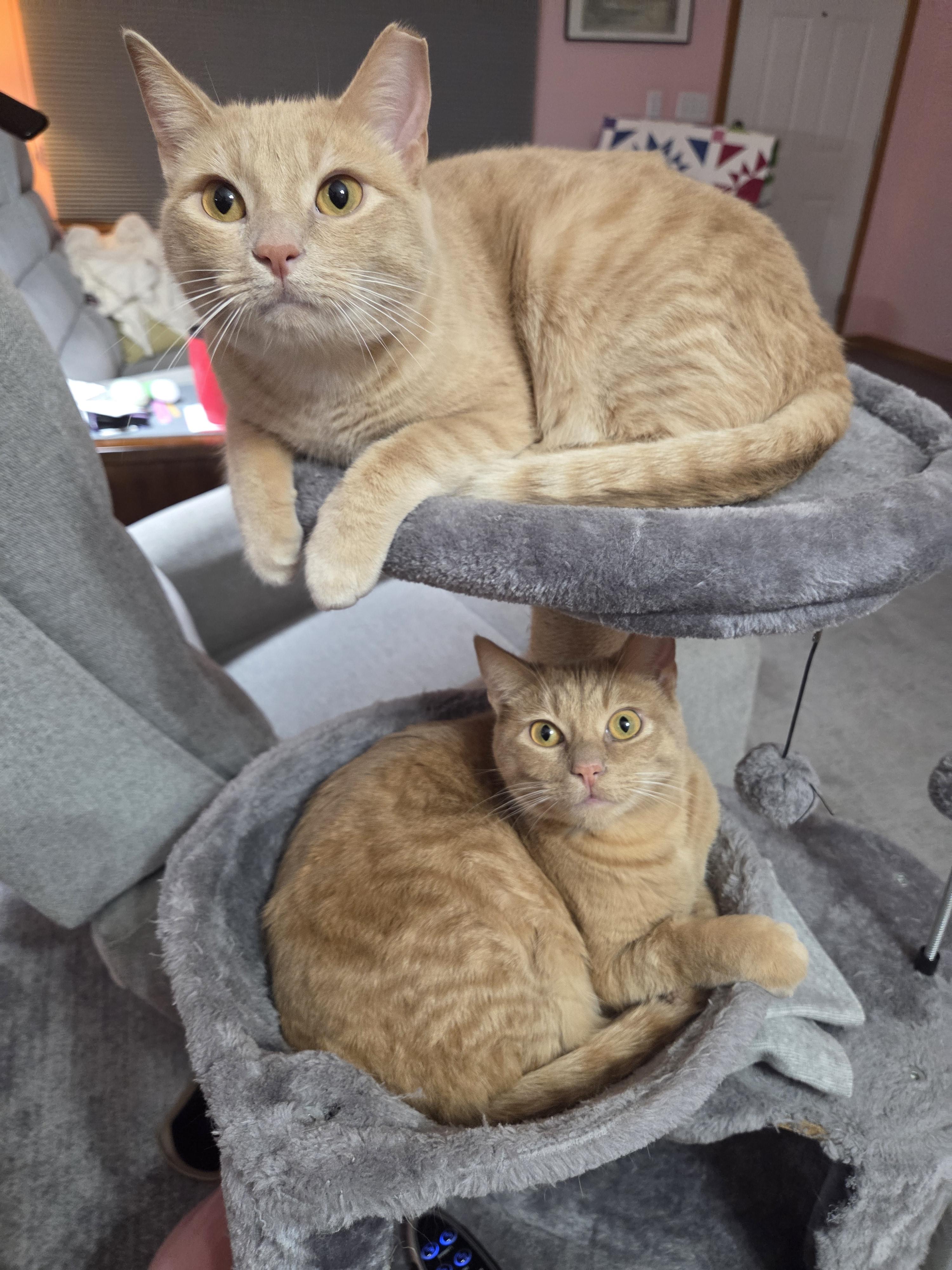 Donut & Cocoa *Bonded Pair*