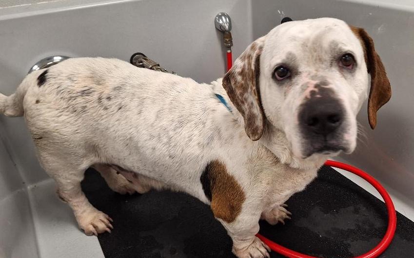 Dozer, ADOPTABLE, Senior Male Basset Hound.