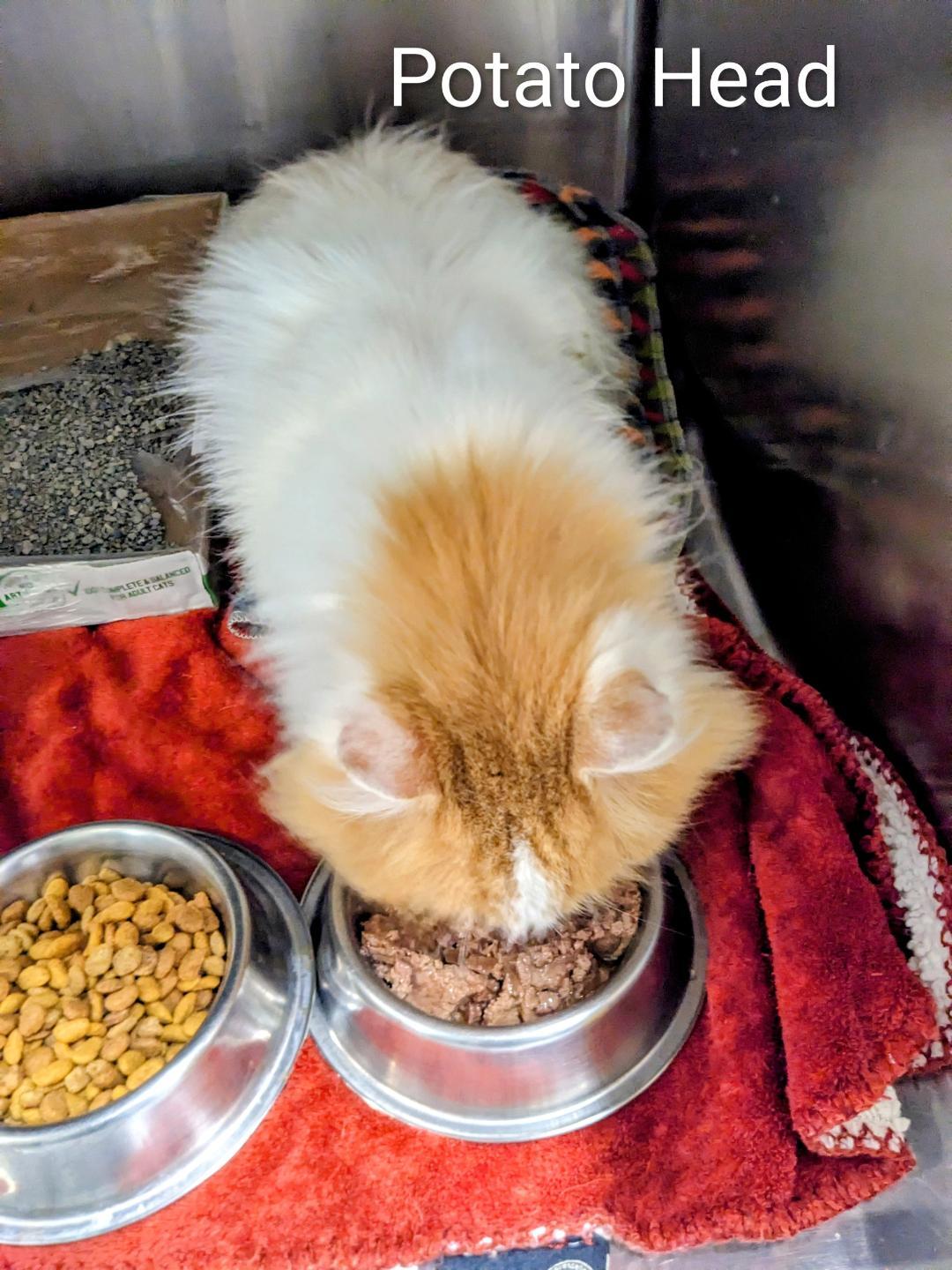 Enlarge Potato Head, an adopted Domestic Long Hair in Binghamton, NY image 2/2