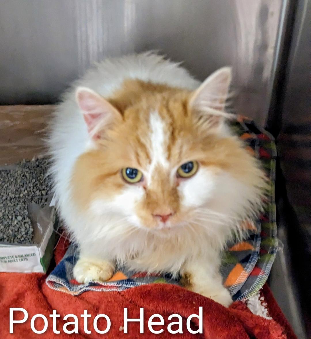 Potato Head, adopted, Adult Male Domestic Long Hair.