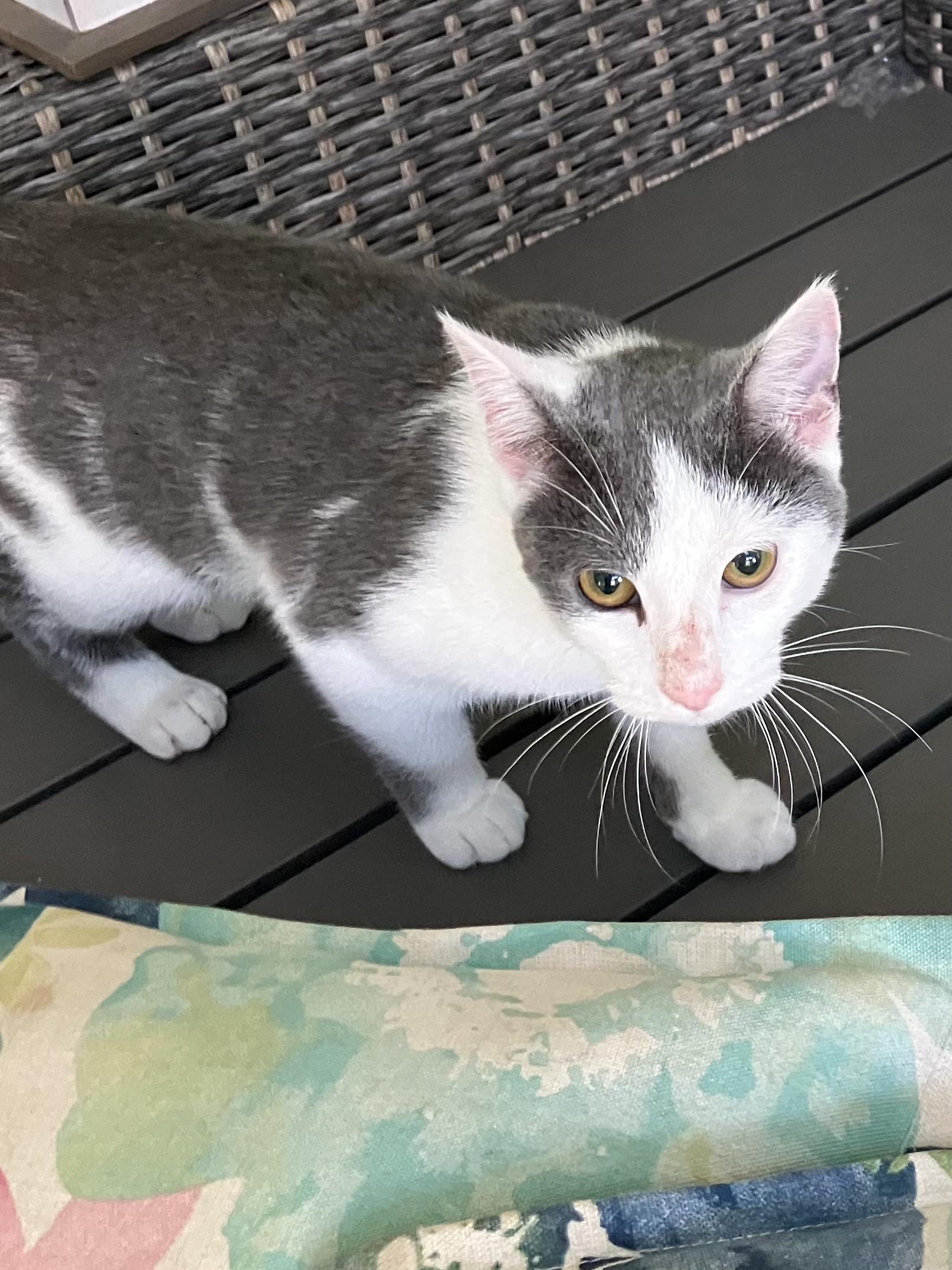 Enlarge Angel, a Adoptable Domestic Short Hair in Rochester, NY image 4/4