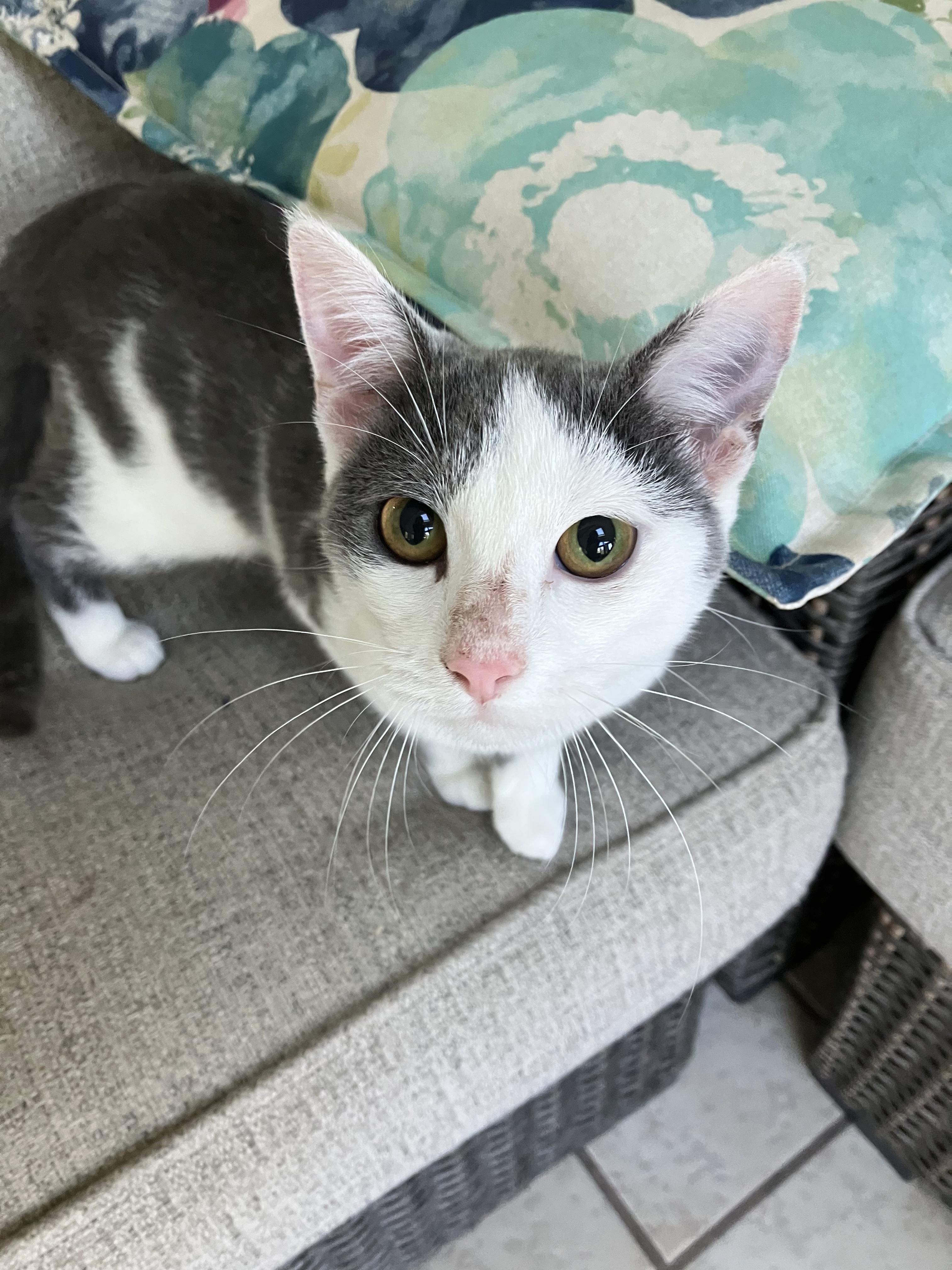 Enlarge Angel, a Adoptable Domestic Short Hair in Rochester, NY image 3/4
