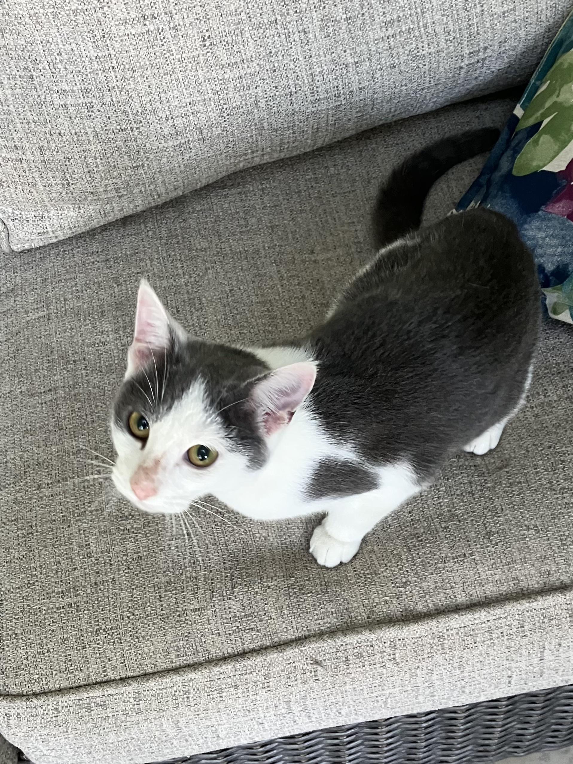 Enlarge Angel, a Adoptable Domestic Short Hair in Rochester, NY image 2/4