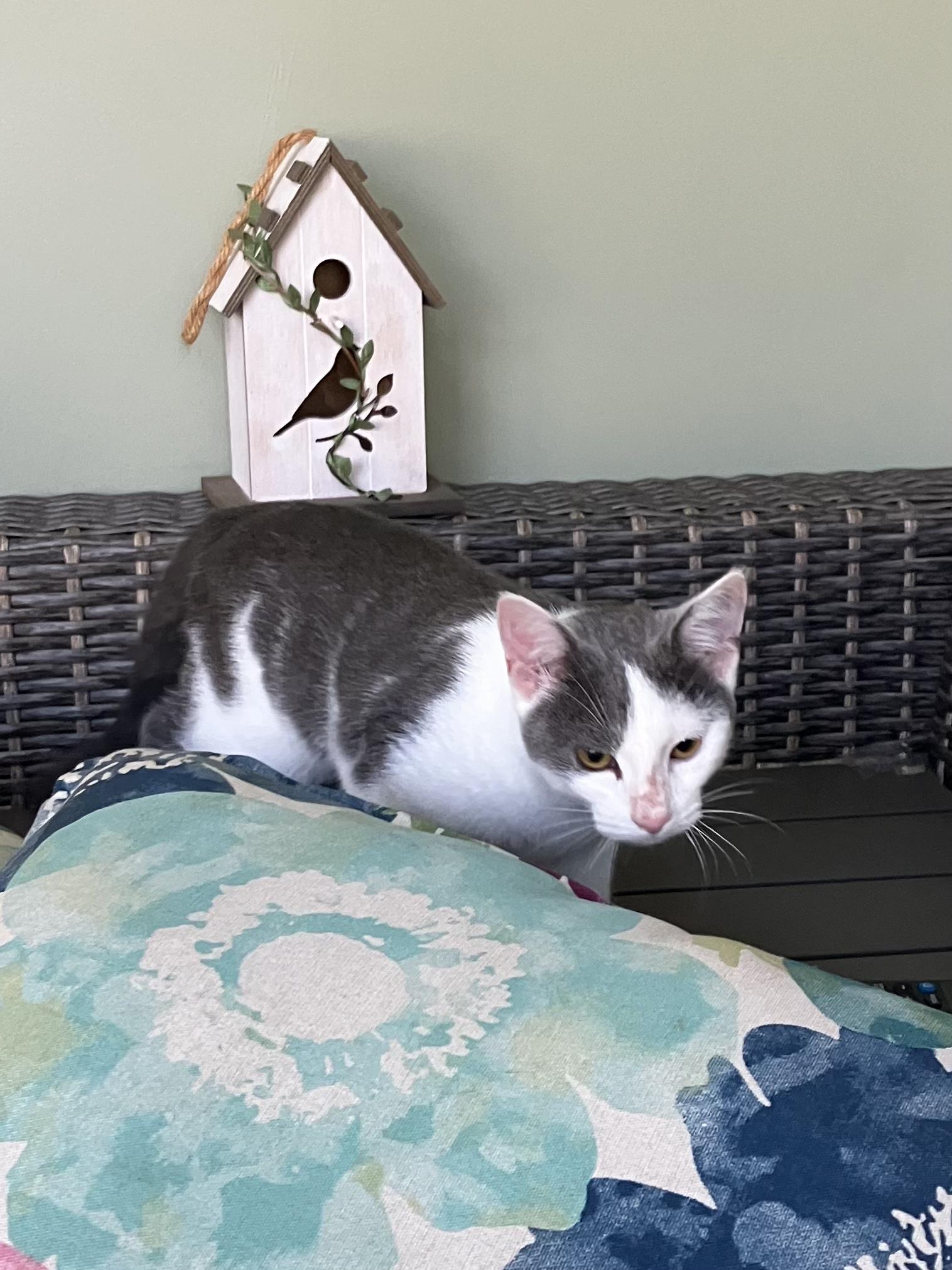 Angel, Adoptable, Young Female Domestic Short Hair.