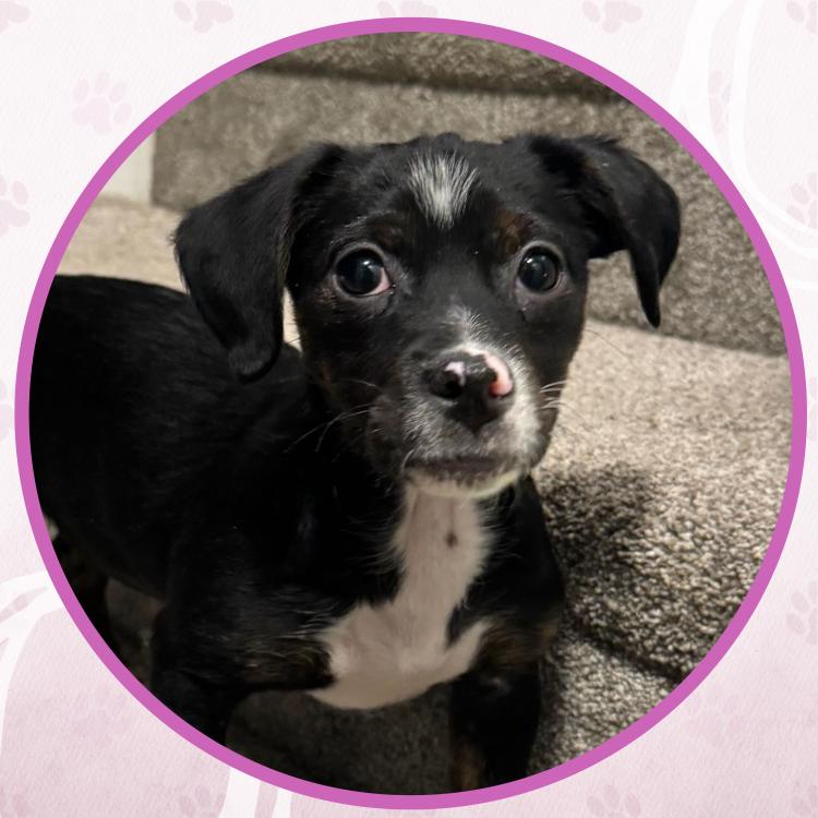 Medal, Adoptable, Puppy Female Mixed Breed.