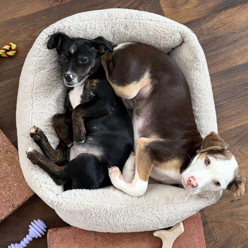 Medal, Adoptable, Puppy Female Mixed Breed.