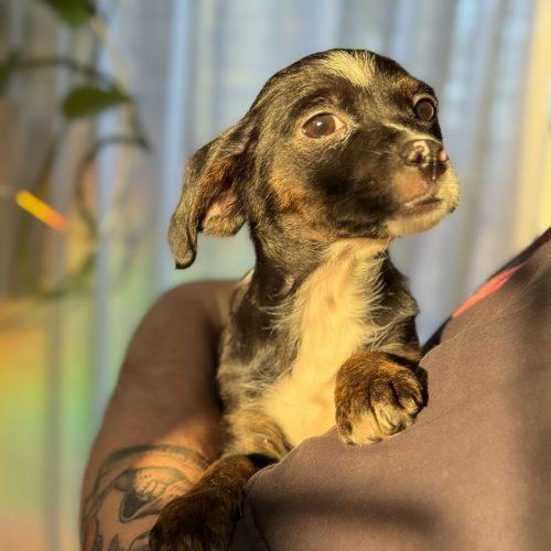 Enlarge Medal, a Adoptable mixed breed in Toms River, NJ image 2/4