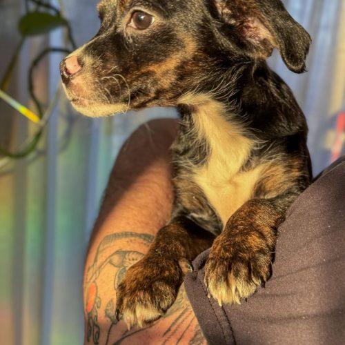 Enlarge Medal, a Adoptable mixed breed in Toms River, NJ image 3/4