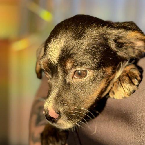 Enlarge Medal, a Adoptable mixed breed in Toms River, NJ image 4/4