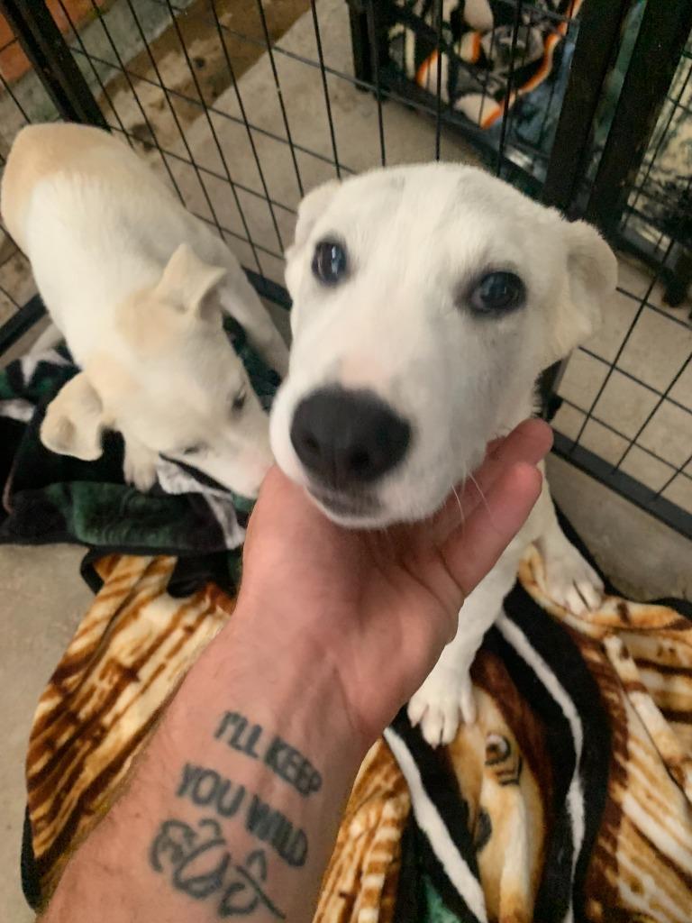 Enlarge Sokka, a Adoptable Labrador Retriever in Brownwood, TX image 1/1