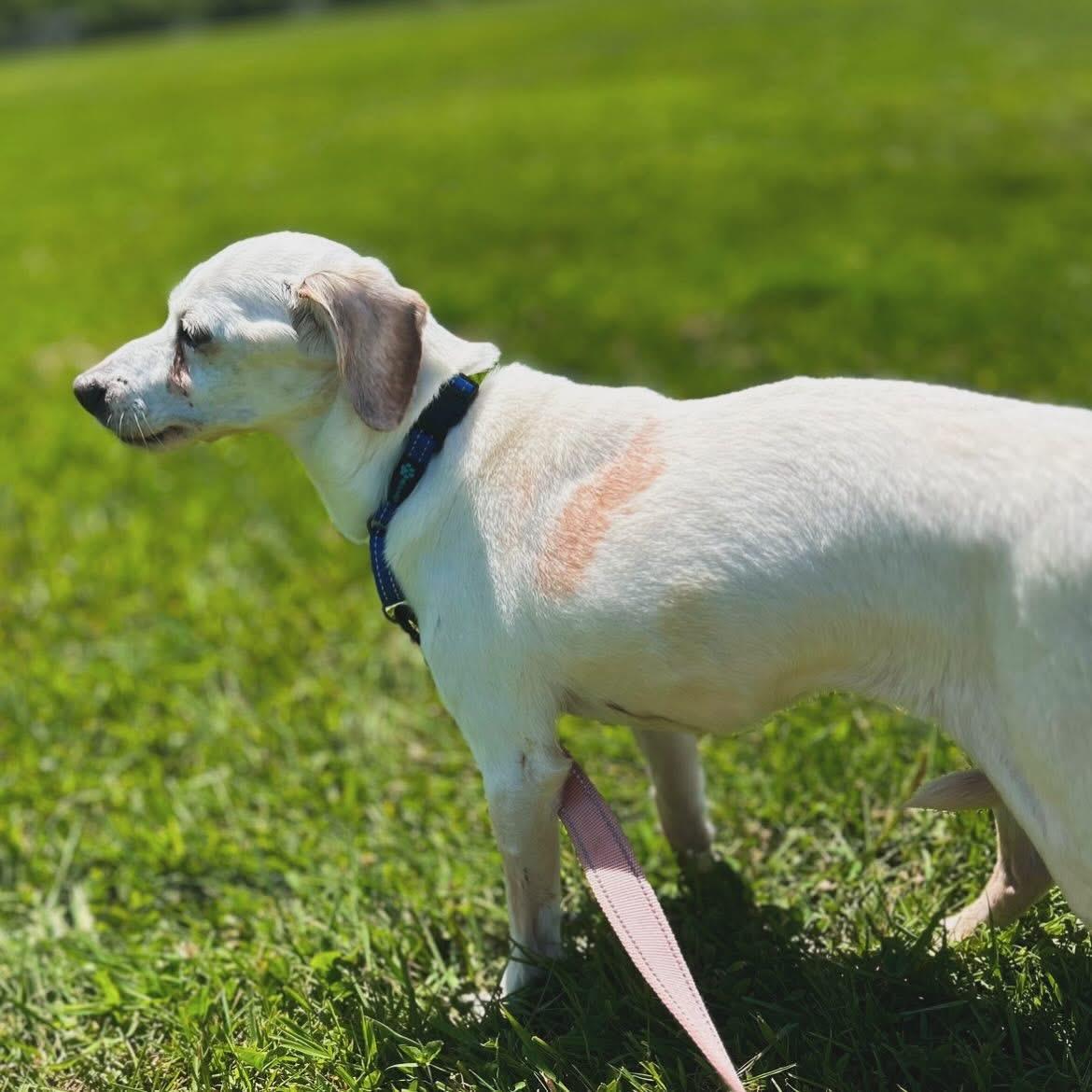 Buttercup, a ADOPTABLE mixed breed in West Falls, NY image 2/3