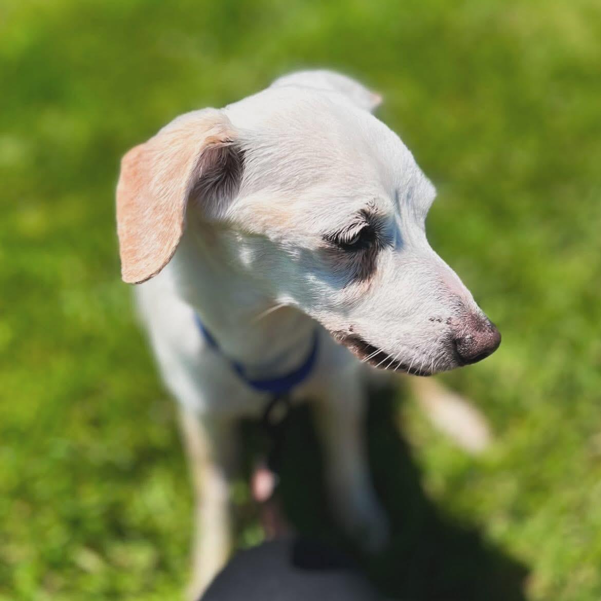 Buttercup, a ADOPTABLE mixed breed in West Falls, NY image 3/3