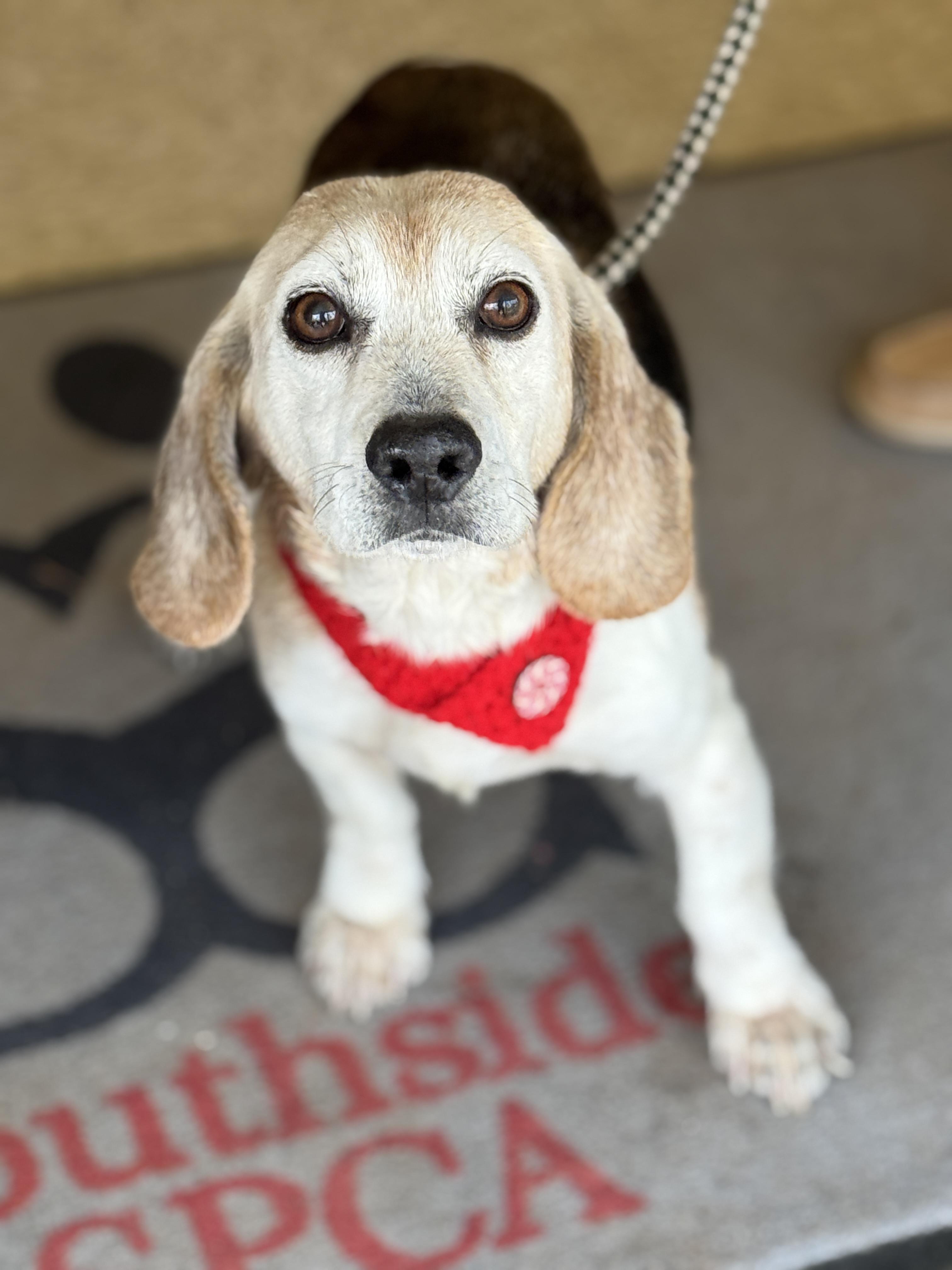 Jeb, ADOPTABLE, Adult Male Beagle.