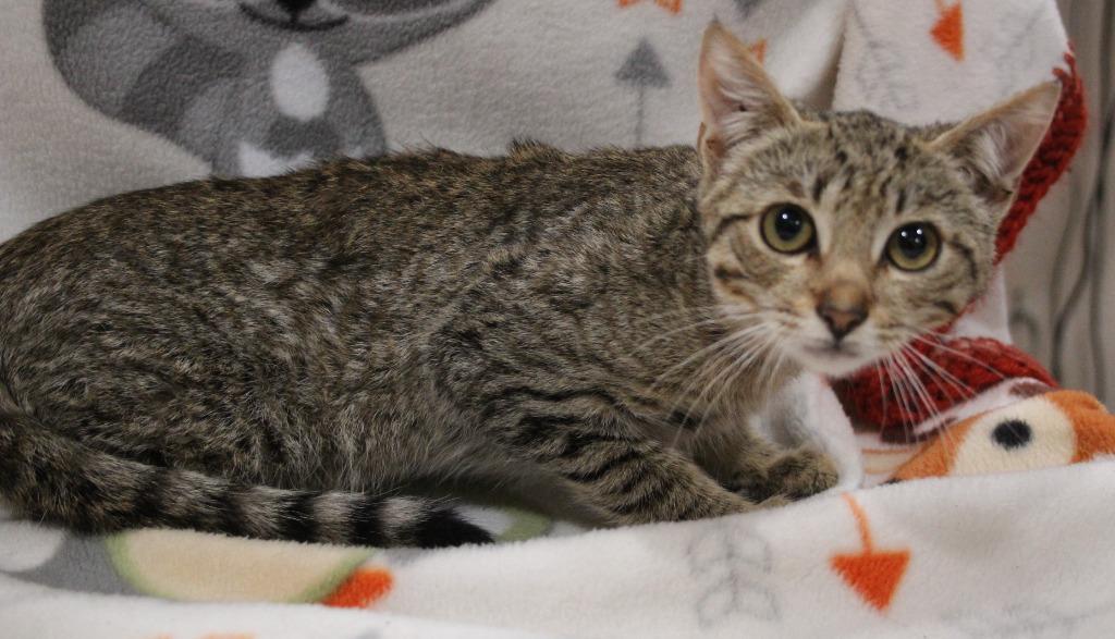 Runoff, Adoptable, Kitten Male Domestic Short Hair.