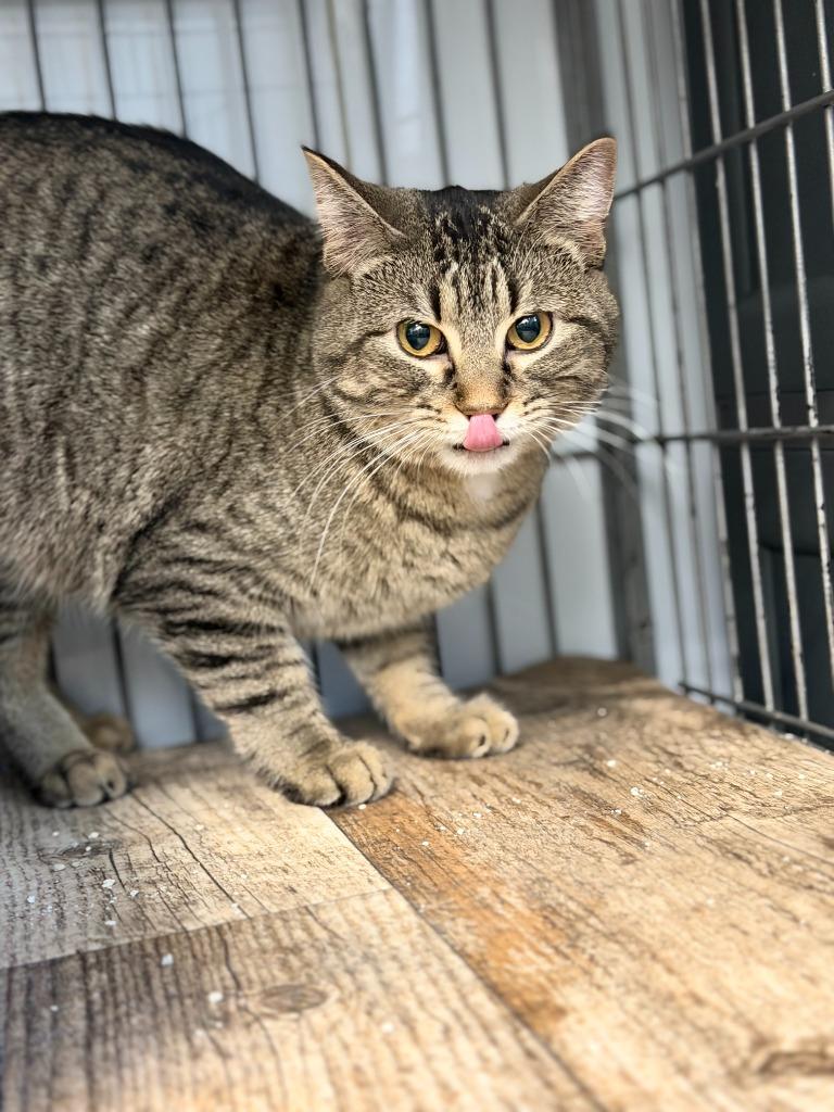 TABBERTA, Adoptable, Young Female Domestic Short Hair.