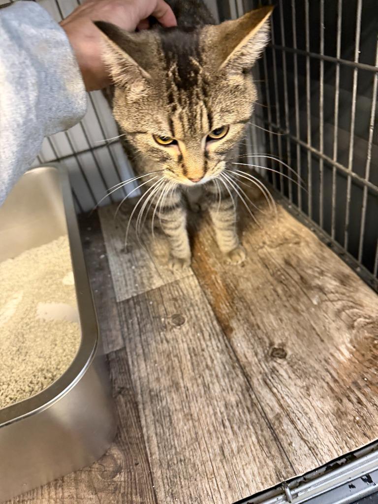 Enlarge TABBERTA, a Adoptable mixed breed in Algona, IA image 2/5