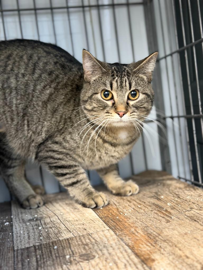 Enlarge TABBERTA, a Adoptable mixed breed in Algona, IA image 3/5