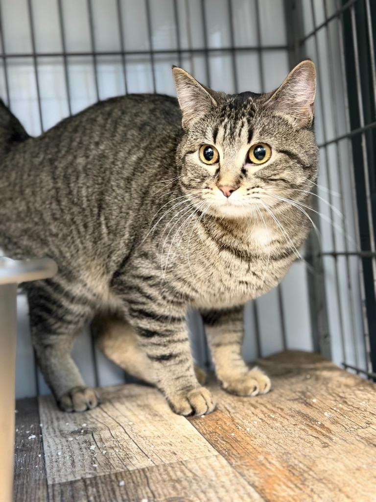 Enlarge TABBERTA, a Adoptable mixed breed in Algona, IA image 4/5