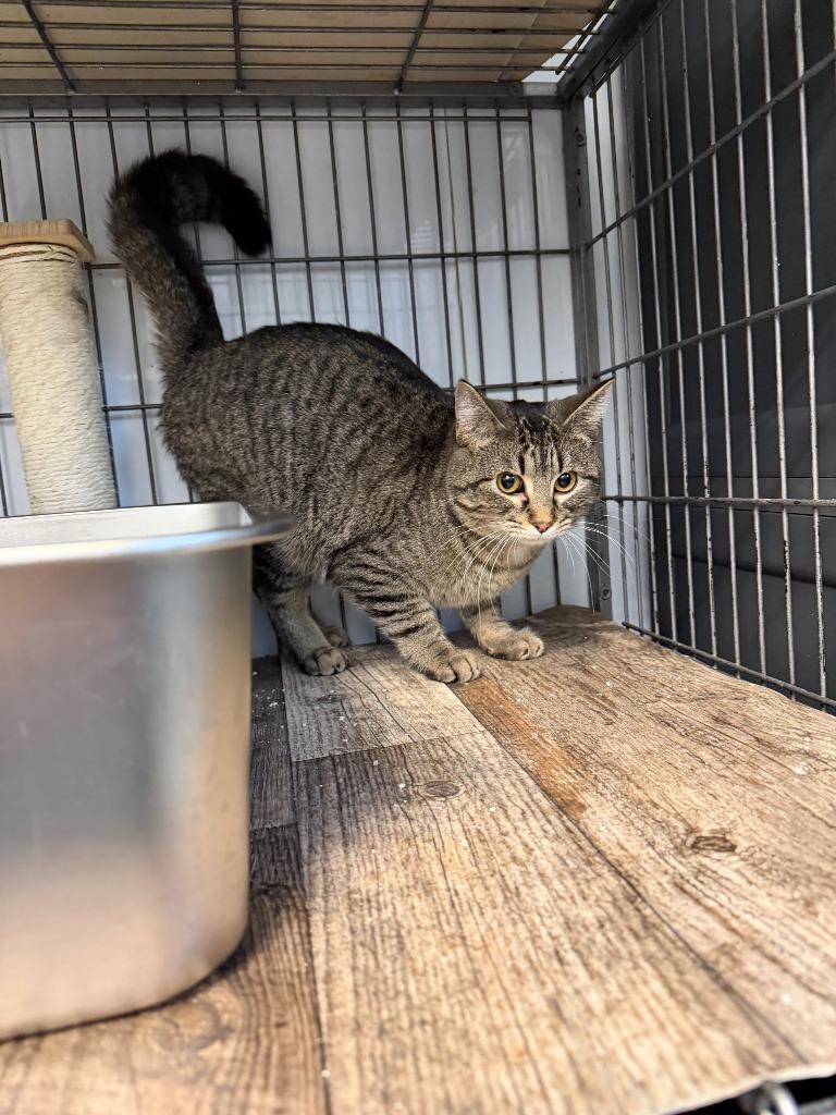 Enlarge TABBERTA, a Adoptable mixed breed in Algona, IA image 5/5