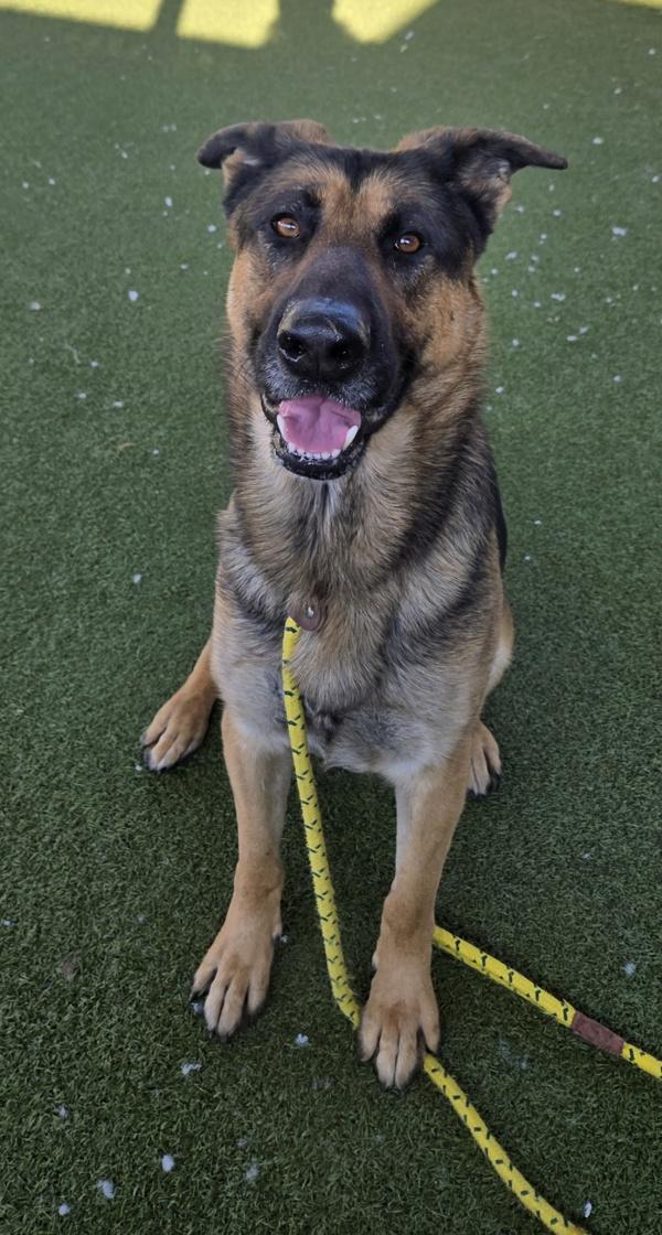 *Furguson*, Adoptable, Adult Male German Shepherd Dog.