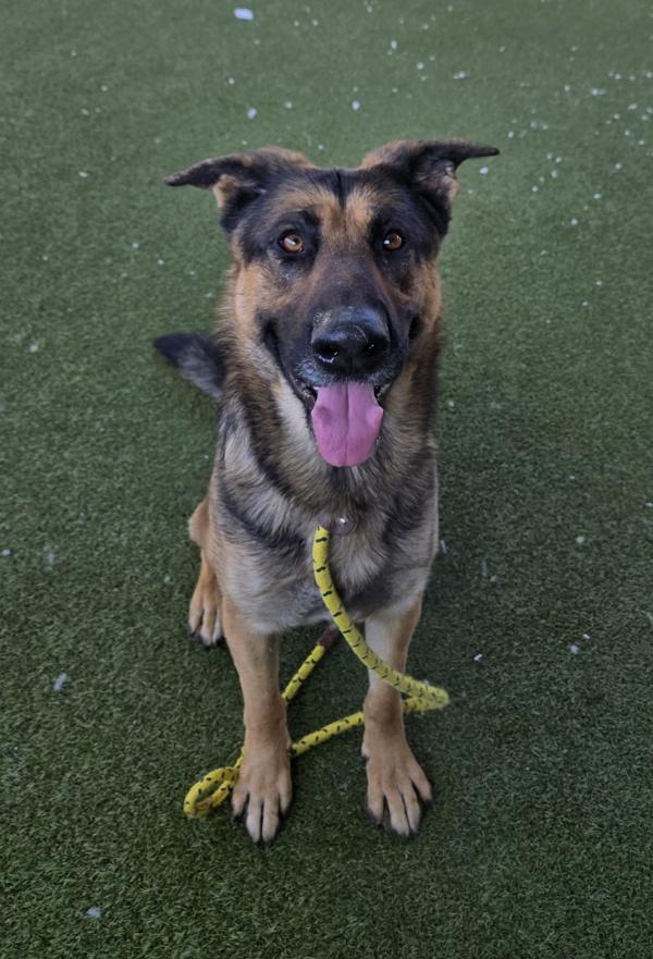 Enlarge *Furguson*, a Adoptable mixed breed in Salt Lake City, UT image 2/2