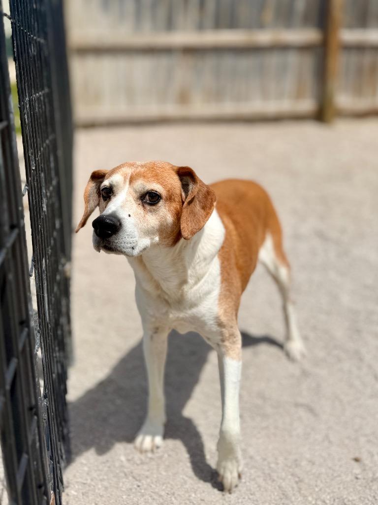 Felix, Adoptable, Adult Male Beagle & Mixed Breed.
