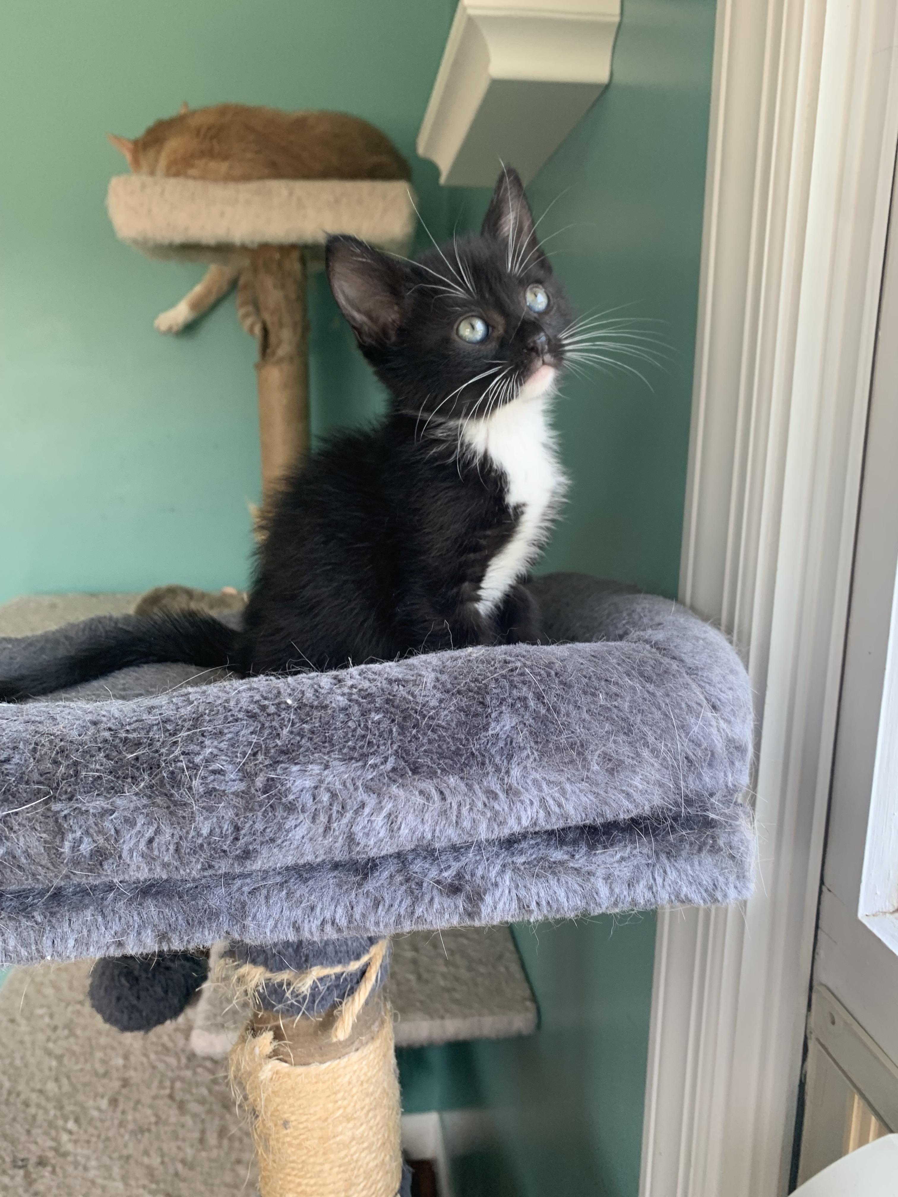 Enlarge Bingo, a Adoptable Domestic Short Hair in Syosset, NY image 5/6