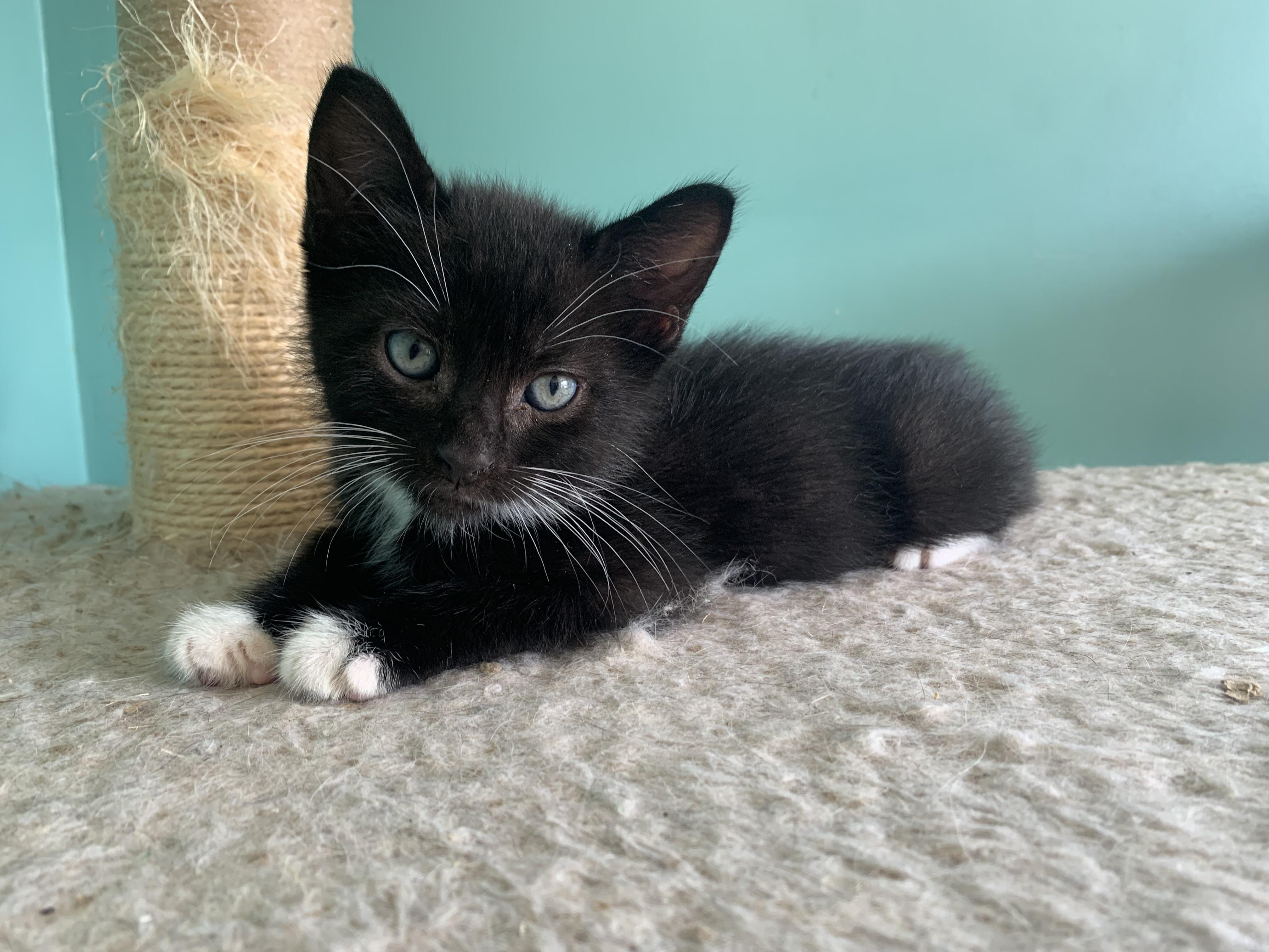 Enlarge Bingo, a Adoptable Domestic Short Hair in Syosset, NY image 4/6