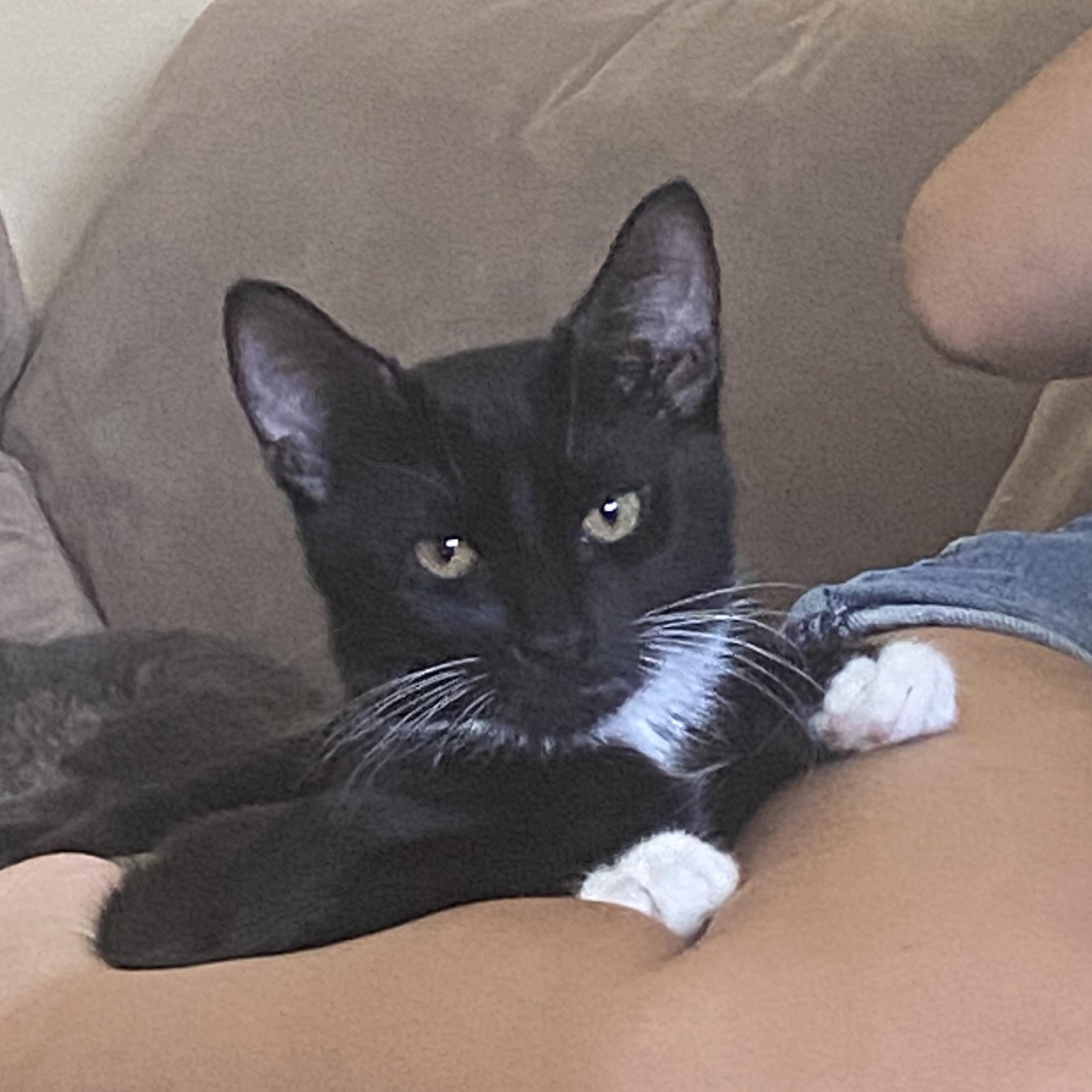 Enlarge Bingo, a Adoptable Domestic Short Hair in Syosset, NY image 1/6