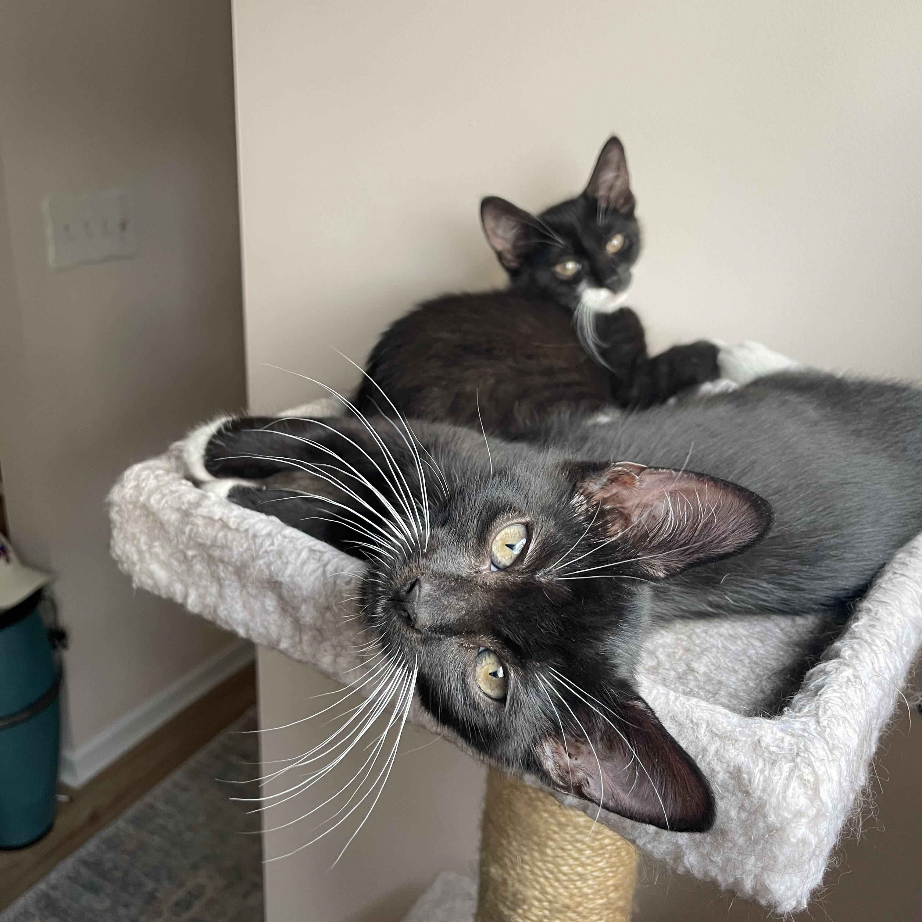 Enlarge Bingo, a Adoptable Domestic Short Hair in Syosset, NY image 3/6