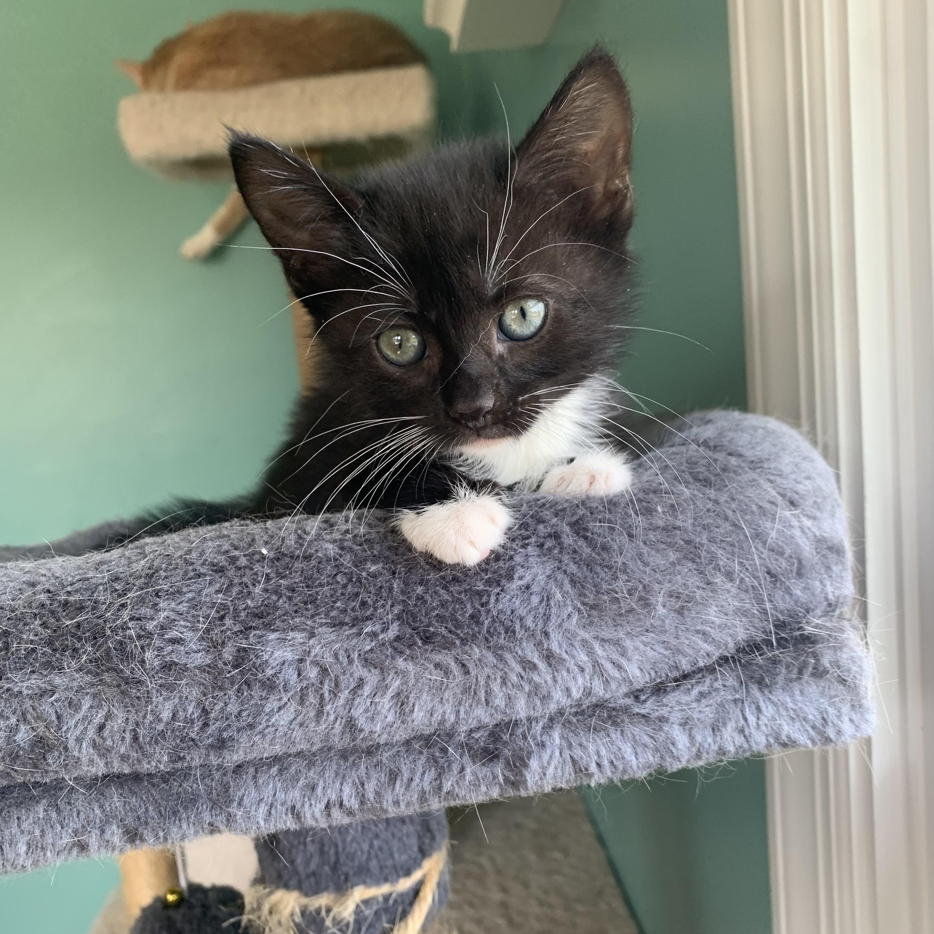 Enlarge Bingo, a Adoptable Domestic Short Hair in Syosset, NY image 2/6
