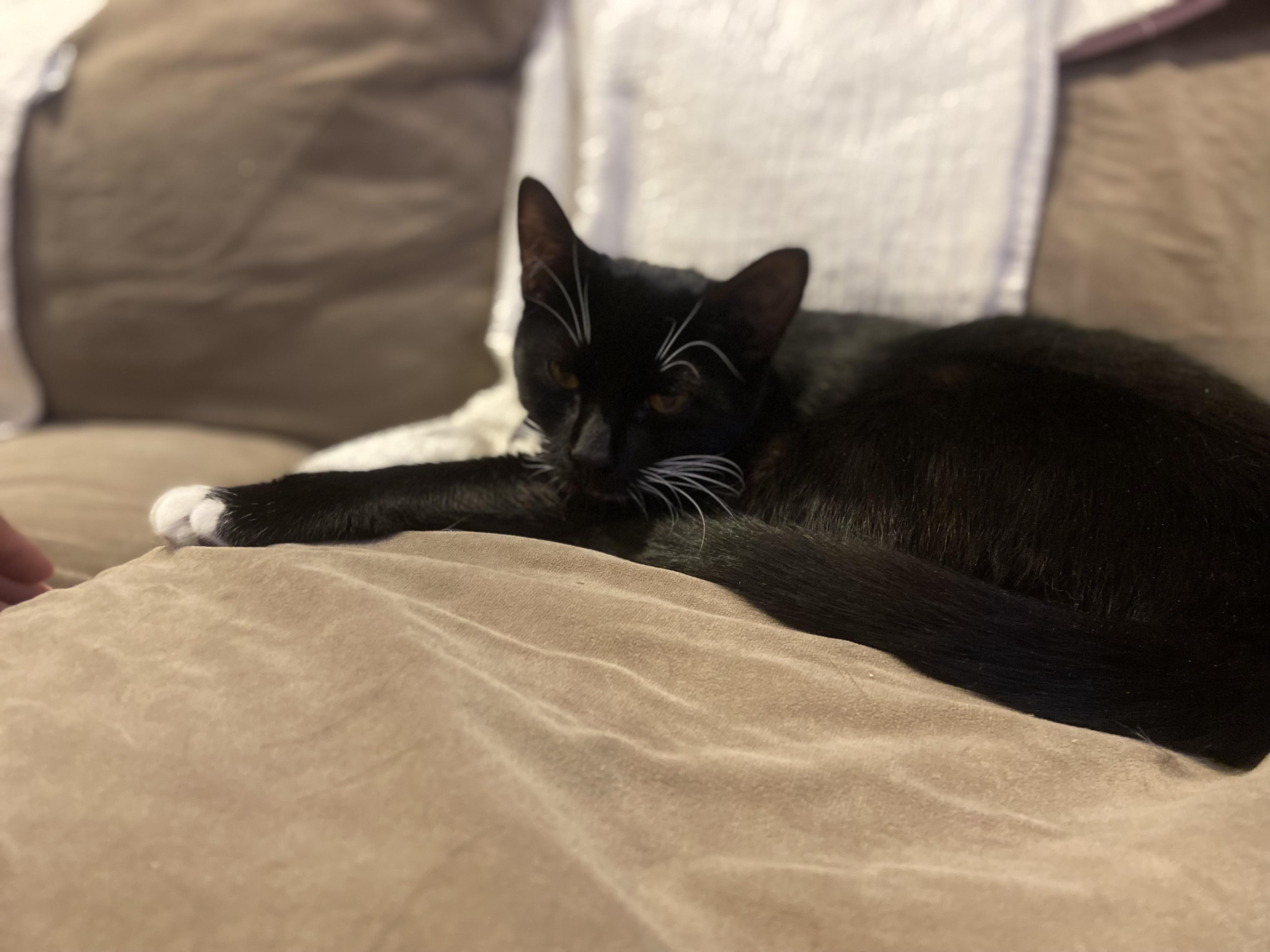 Enlarge Bingo, a Adoptable Domestic Short Hair in Syosset, NY image 6/6