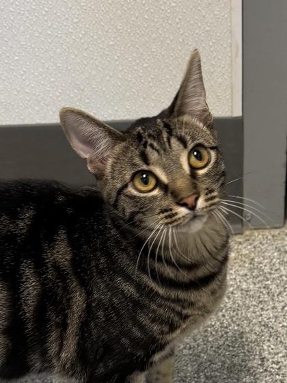 Cattuccino (FIV+), Adoptable, Kitten Female Domestic Short Hair.