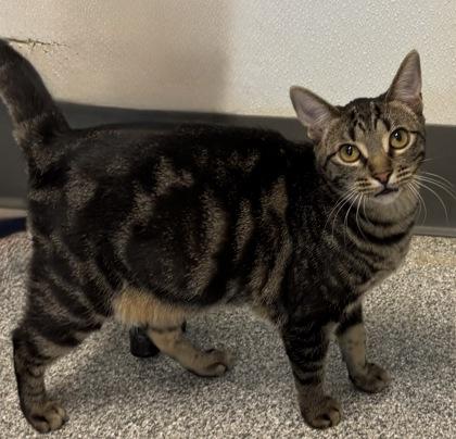 Enlarge Cattuccino (FIV+), a Adoptable mixed breed in Tinley Park, IL image 3/6